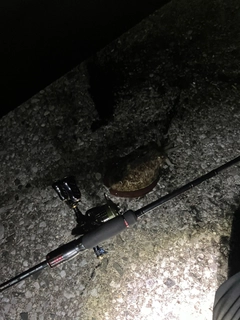 イカの釣果