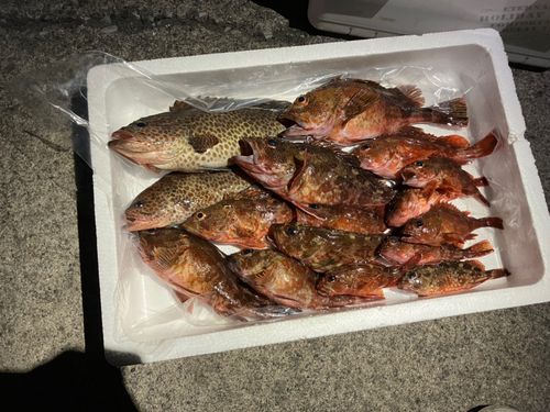 オオモンハタの釣果