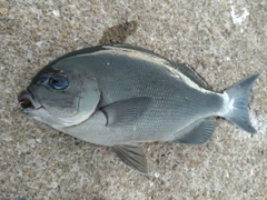 オナガグレの釣果