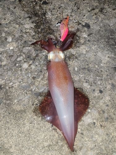ケンサキイカの釣果