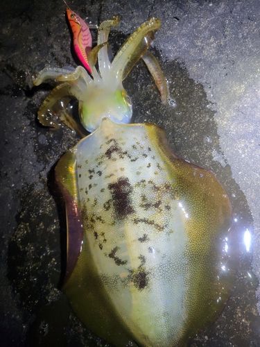 アオリイカの釣果
