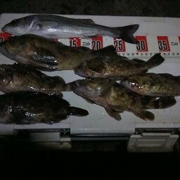 セイゴ（マルスズキ）