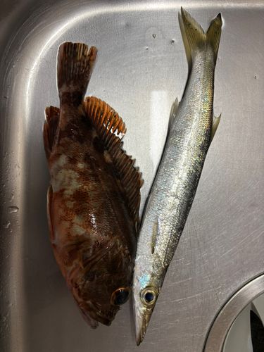 アラカブの釣果