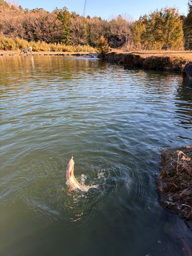 ニジマスの釣果
