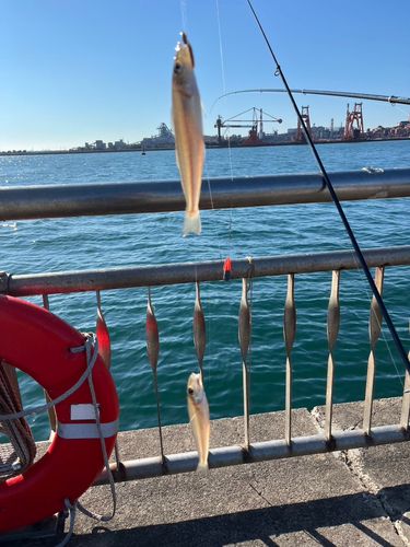 シロギスの釣果