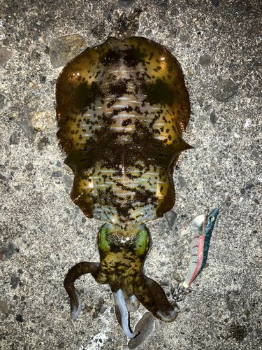 アオリイカの釣果