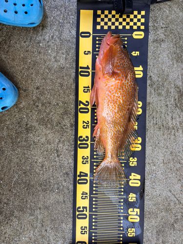 キジハタの釣果