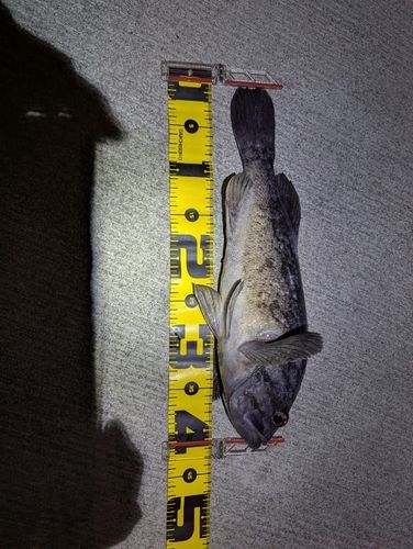 クロソイの釣果