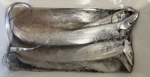 タチウオの釣果