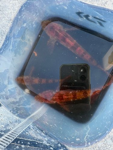 アサヒアナハゼの釣果