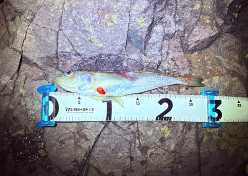 ハタハタの釣果