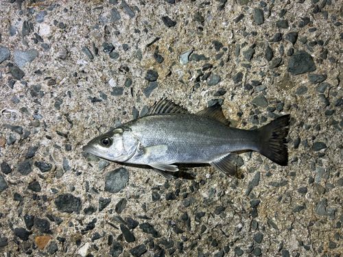 セイゴ（マルスズキ）の釣果