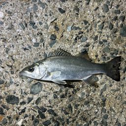 セイゴ（マルスズキ）