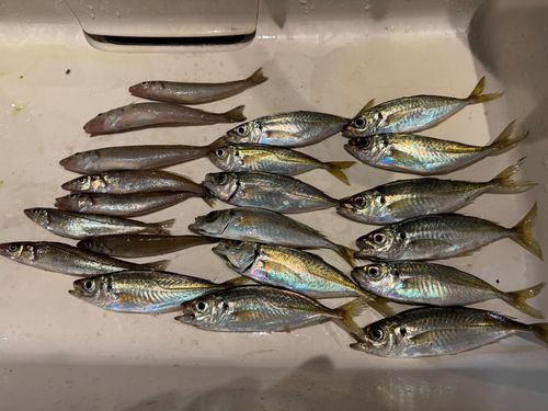マアジの釣果