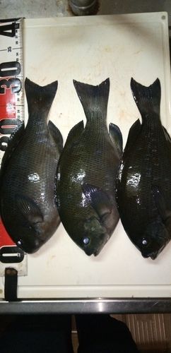 クチブトグレの釣果