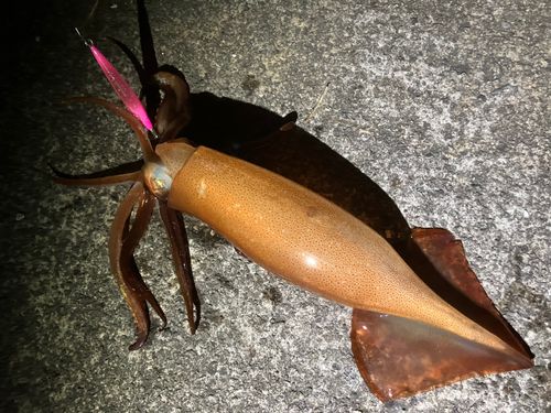 スルメイカの釣果