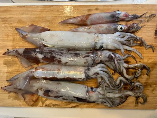 スルメイカの釣果