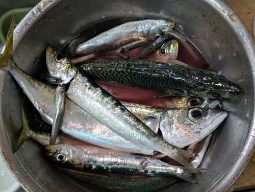 サバの釣果