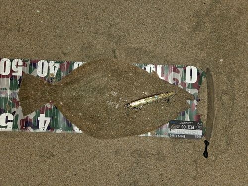 ヒラメの釣果