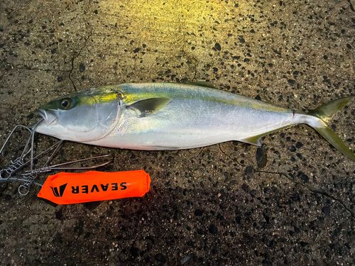 フクラギの釣果