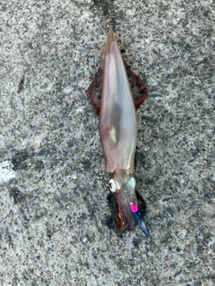 ヤリイカの釣果