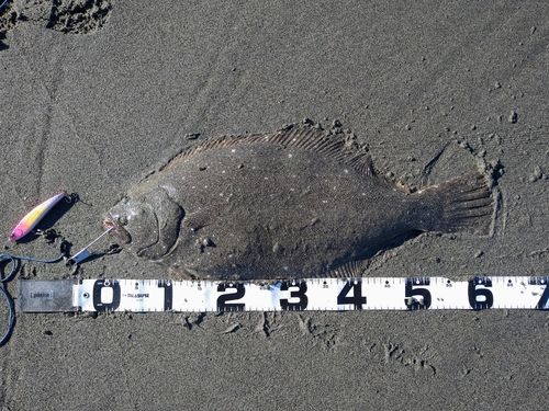 ヒラメの釣果