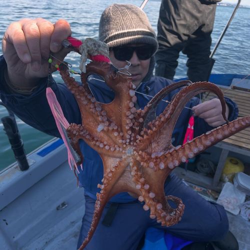 タコの釣果