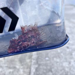 アサヒアナハゼ