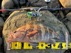 オオモンハタの釣果