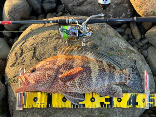 オオモンハタの釣果