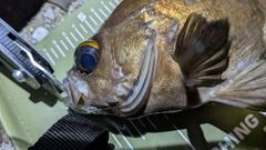 シロメバルの釣果