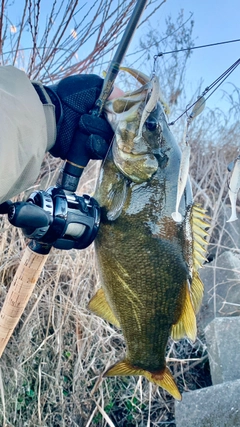 スモールマウスバスの釣果