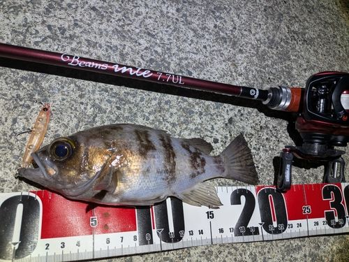 メバルの釣果