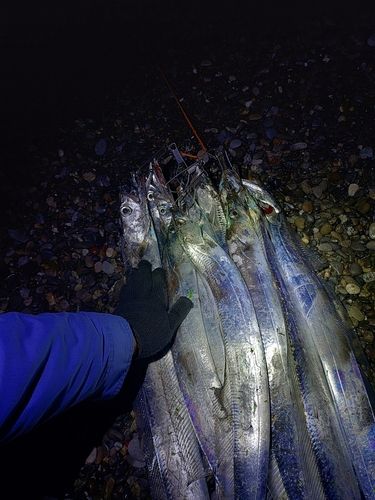 タチウオの釣果