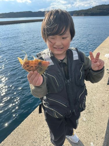 カワハギの釣果