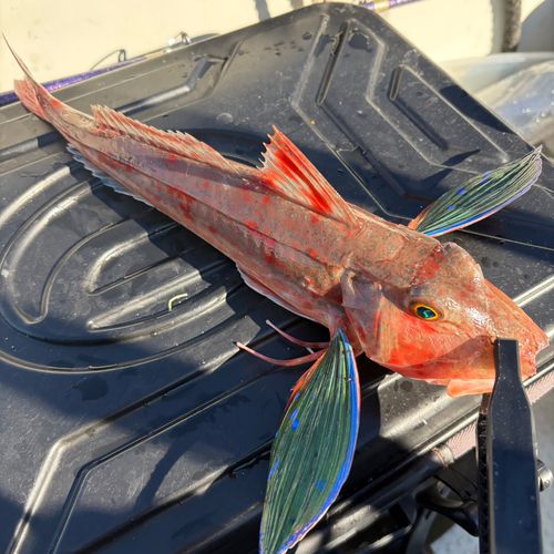 ホウボウの釣果