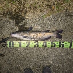 アメリカナマズ