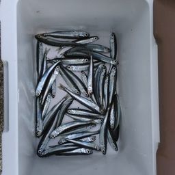 カタクチイワシ