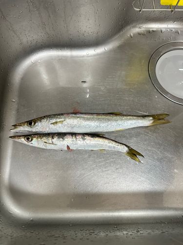 カマスの釣果