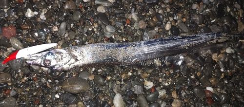 タチウオの釣果