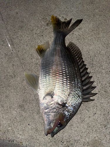 金沢水際線緑地（福浦岸壁）