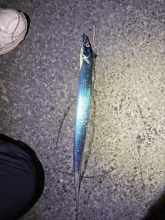 タチウオの釣果