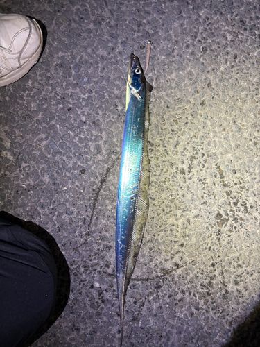 タチウオの釣果