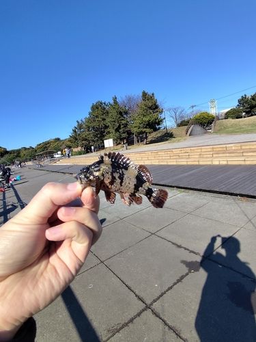 ムラソイの釣果