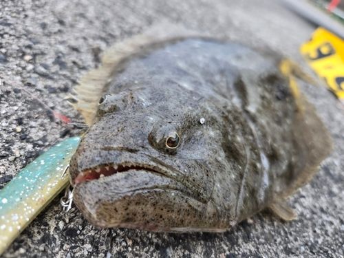 ヒラメの釣果