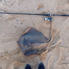 アカエイの釣果