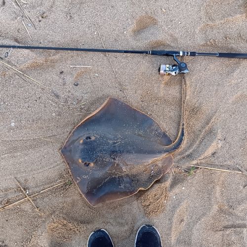 アカエイの釣果