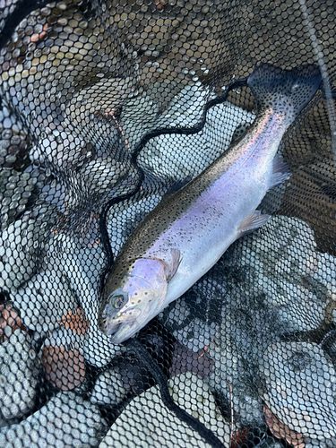 ニジマスの釣果