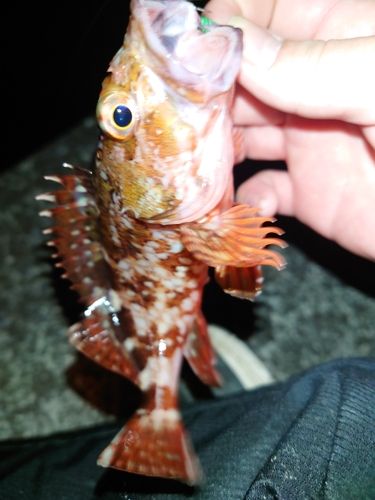 三陸海岸（岩手）