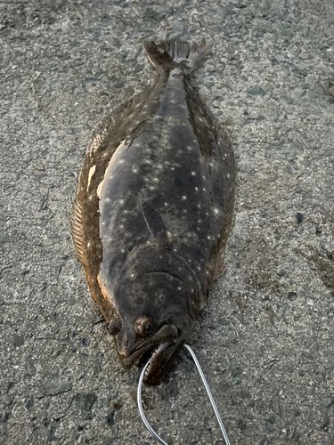 ヒラメの釣果